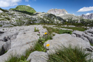 Flowers, grass, crevices, carts, heavens, summits, clouds Flowers, grass, crevices, carts, heavens, summits, clouds
